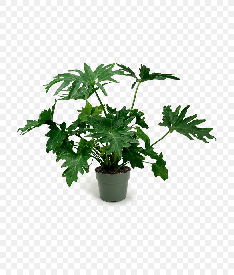 Flowerpot Leaf Houseplant Herb Tree, PNG, 700x961px, Flowerpot, Cinquefoil, Flower, Flowering Plant, Geranium Download Free