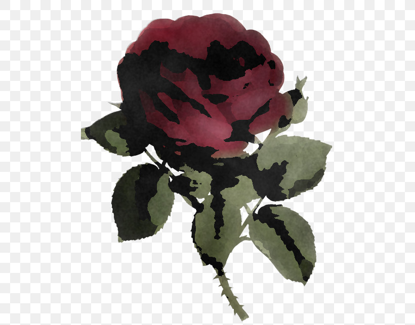 Garden Roses, PNG, 500x643px, Flower, Garden Roses, Leaf, Petal, Pink Download Free