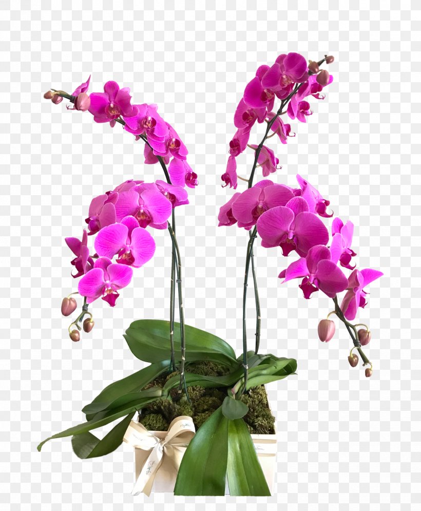 Moth Orchids Dendrobium Cattleya Orchids Plants, PNG, 1235x1500px, Moth Orchids, Arna, Branch, Cattleya, Cattleya Labiata Download Free