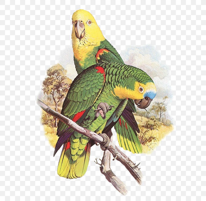 Parrots Of The World Bird Parakeet, PNG, 624x800px, Parrots Of The World, Beak, Bird, Carolina Parakeet, Common Pet Parakeet Download Free
