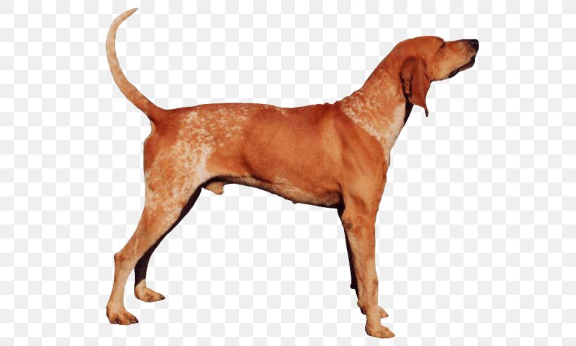 American English Coonhound Redbone Coonhound Black And Tan Coonhound English Foxhound Bluetick Coonhound, PNG, 585x493px, American English Coonhound, American Foxhound, American Kennel Club, Ancient Dog Breeds, Beagle Harrier Download Free