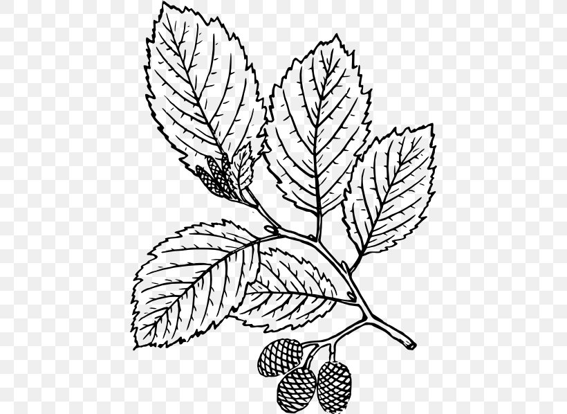 Drawing Red Alder Botany Tree Clip Art, PNG, 444x598px, Drawing, Alder, Artwork, Birch, Black And White Download Free