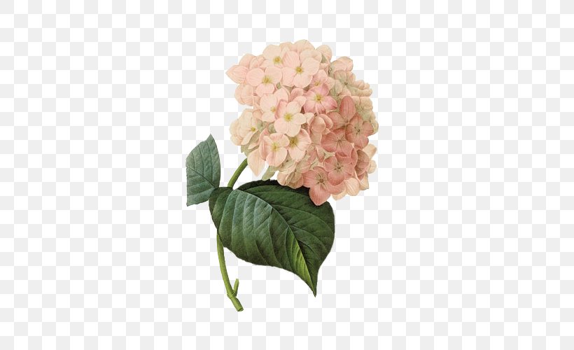 French Hydrangea Botanical Illustration Printing Paper, PNG, 500x500px, French Hydrangea, Art, Artificial Flower, Botanical Illustration, Botany Download Free