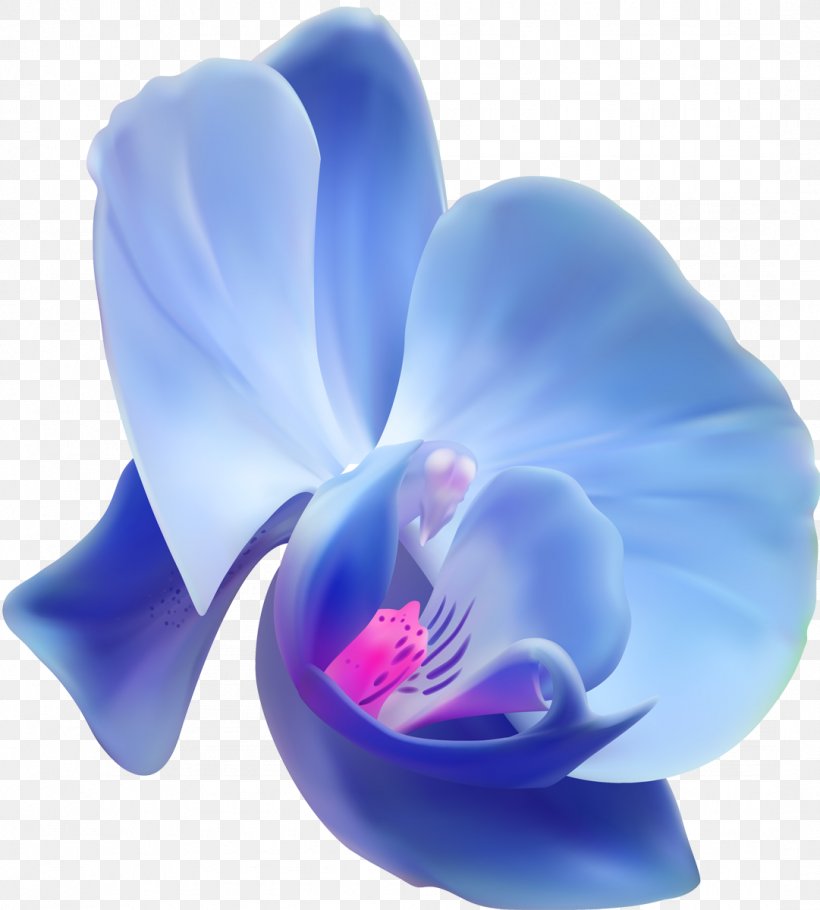 Orchids Flower Clip Art, PNG, 1081x1200px, Orchids, Albom, Blue, Cut Flowers, Flower Download Free