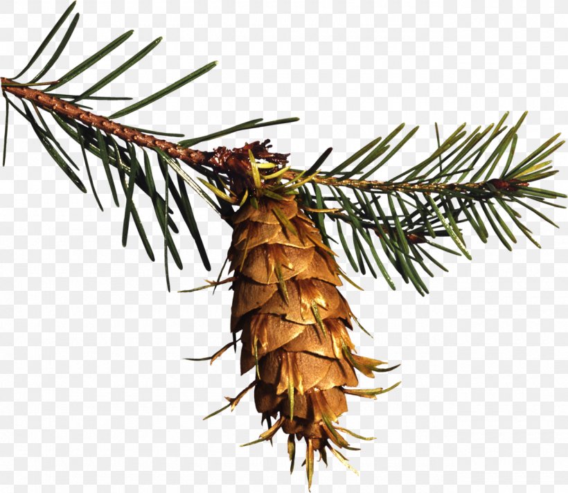 Spruce Conifer Cone Pine Clip Art, PNG, 1280x1112px, Spruce, Albom, Branch, Christmas Ornament, Christmas Tree Download Free