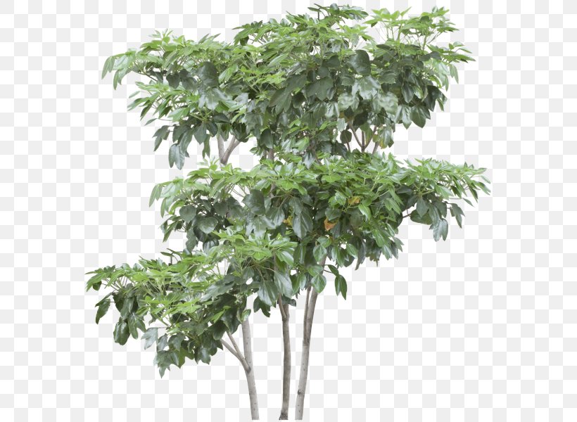 Tree Shrub Tropical Rainforest, PNG, 600x600px, Tree, Branch, Digital Image, Evergreen, Flowerpot Download Free