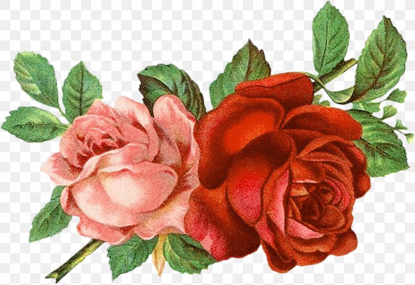 Garden Roses, PNG, 960x660px, Flower, Cut Flowers, Flowering Plant, Garden Roses, Petal Download Free