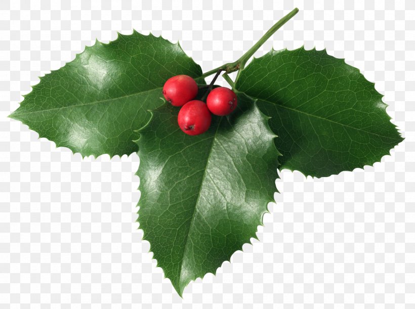 Christmas Mistletoe Clip Art, PNG, 1600x1194px, Mistletoe, Aquifoliaceae, Aquifoliales, Berry, Cherry Download Free