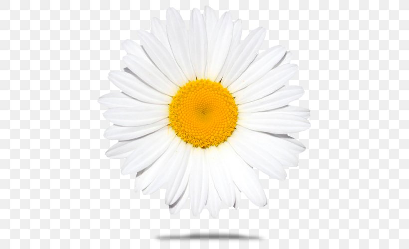 Common Daisy Stock Photography Royalty-free Oxeye Daisy, PNG, 500x500px, Common Daisy, Aster, Chamaemelum Nobile, Chrysanthemum, Chrysanths Download Free