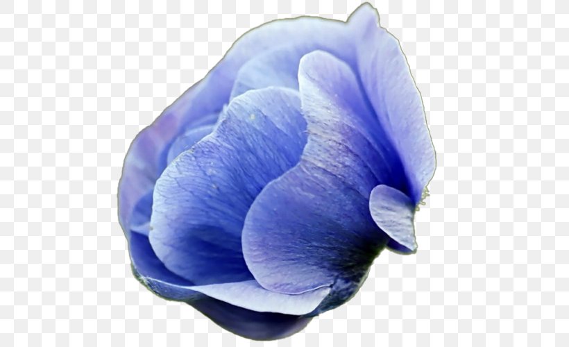 Desktop Wallpaper Flower Common Daisy Blue, PNG, 500x500px, Flower, Birth Flower, Blue, Cobalt Blue, Common Daisy Download Free