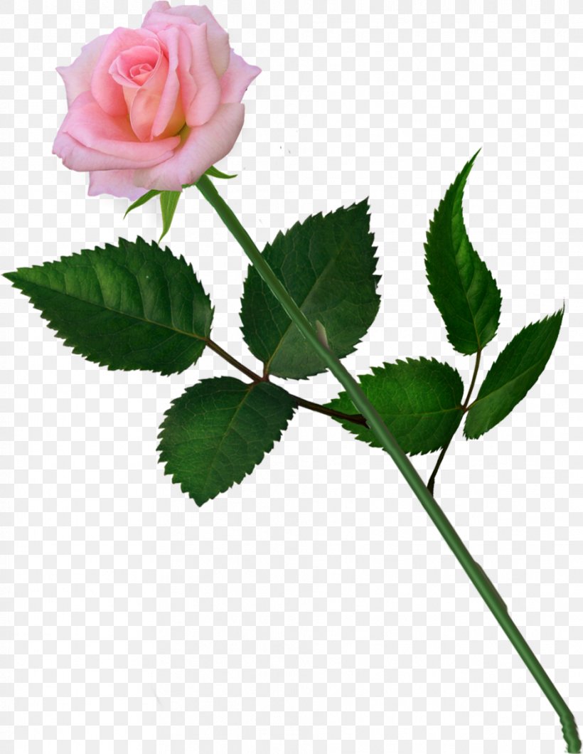 Garden Roses Cabbage Rose Naver Blog Petal, PNG, 936x1211px, Garden Roses, Blog, Bud, Cabbage Rose, Flower Download Free