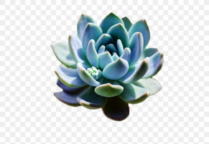 Succulent Plant Flowerpot Template, PNG, 846x586px, Succulent Plant, Artificial Flower, Fasciation, Flower, Flowerpot Download Free