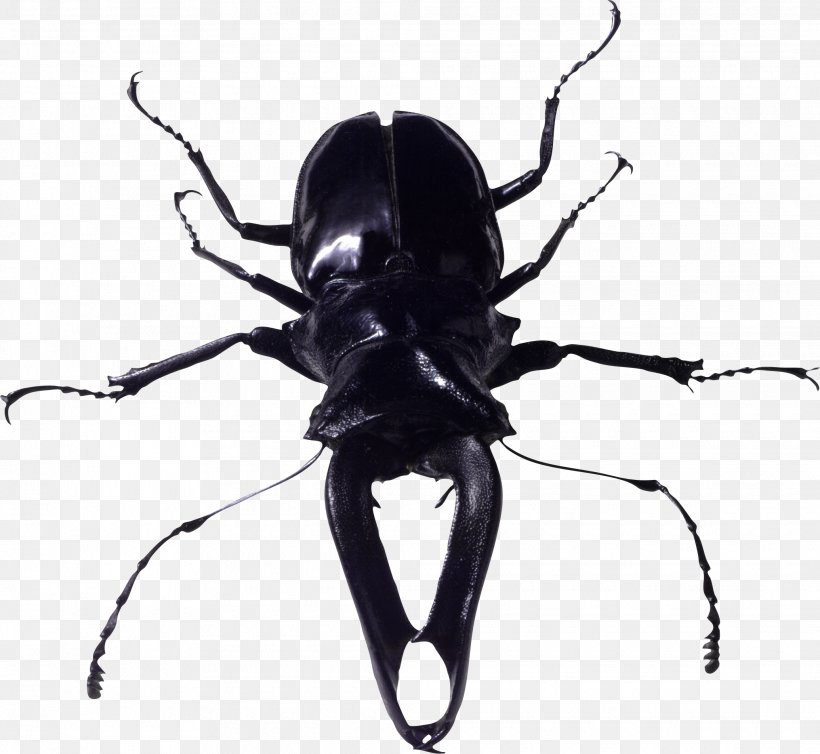 Beetle Look At Insects, PNG, 2070x1904px, Beetle, Arthropod, Black And White, Insect, Invertebrate Download Free