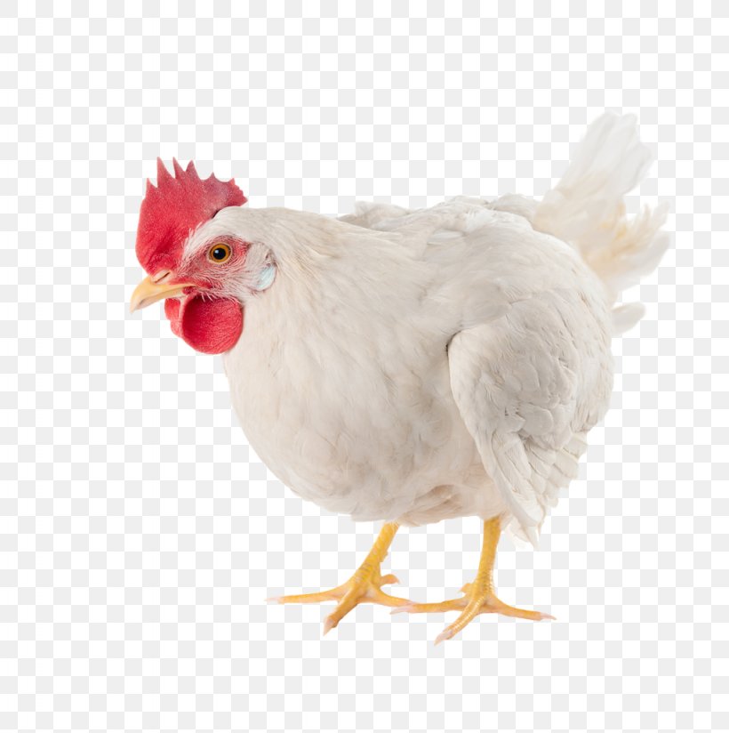 Chicken As Food Broiler Poultry Farming Egg, PNG, 1024x1030px, Chicken, Beak, Bird, Broiler, Chicken As Food Download Free