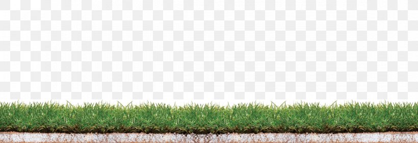 Crop Lawn Grassland Grasses Family, PNG, 1170x400px, Crop, Agriculture, Commodity, Family, Field Download Free