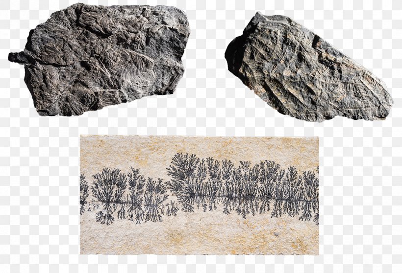 Rock Fossil Devonian Carboniferous Trilobite, PNG, 1250x852px, Rock, Archaeopteris, Carboniferous, Devonian, Fossil Download Free