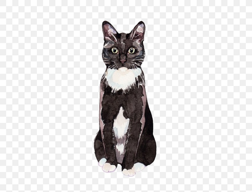 American Shorthair Kitten Black Cat American Wirehair Siamese Cat, PNG, 500x625px, American Shorthair, American Wirehair, Bicolor Cat, Black, Black And White Download Free