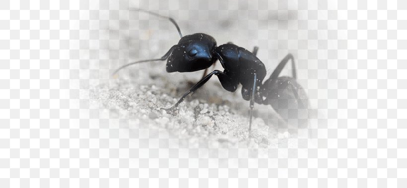 Black Garden Ant Insect Black Carpenter Ant Fire Ant, PNG, 680x380px, Ant, Arthropod, Black Carpenter Ant, Black Garden Ant, Carpenter Ant Download Free