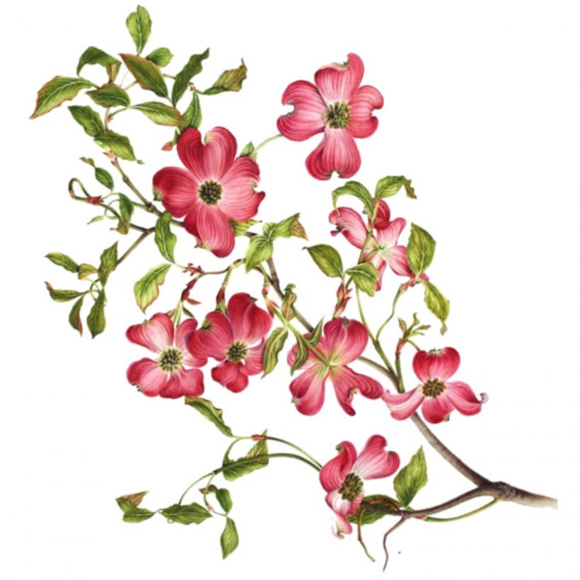 Flowering Dogwood Virginia Drawing Clip Art, PNG, 1500x1500px, Flowering Dogwood, Blog, Blossom, Branch, Cut Flowers Download Free