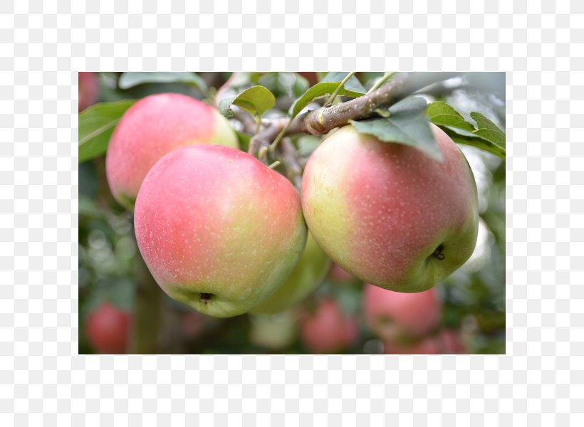 Natural Foods Local Food Peach McIntosh Laboratory, PNG, 600x600px, Food, Apple, Fruit, Fruit Tree, Local Food Download Free