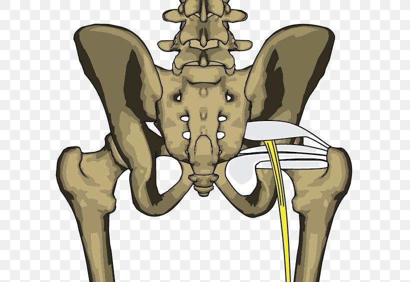Bone Piriformis Syndrome Musculi Gemelli Rhomboid Major Muscle Internal Obturator Muscle, PNG, 705x564px, Watercolor, Cartoon, Flower, Frame, Heart Download Free