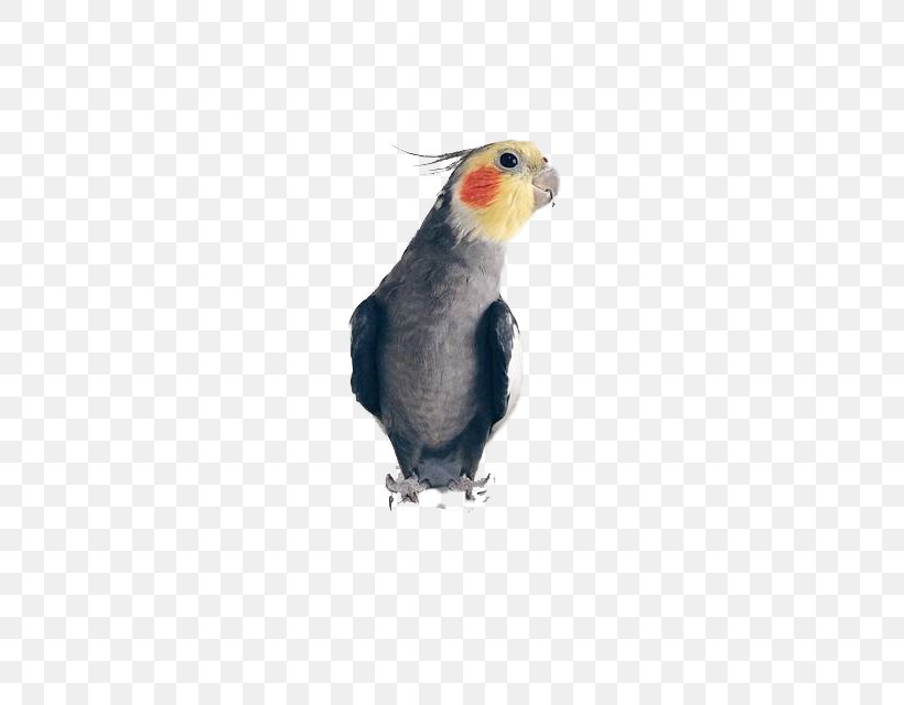 Cockatiel Bird Vinaceous-breasted Amazon True Parrot U9ce5u985e: U9e1au9d61, PNG, 640x640px, Cockatiel, Amazon Parrot, Beak, Bird, Cockatoo Download Free