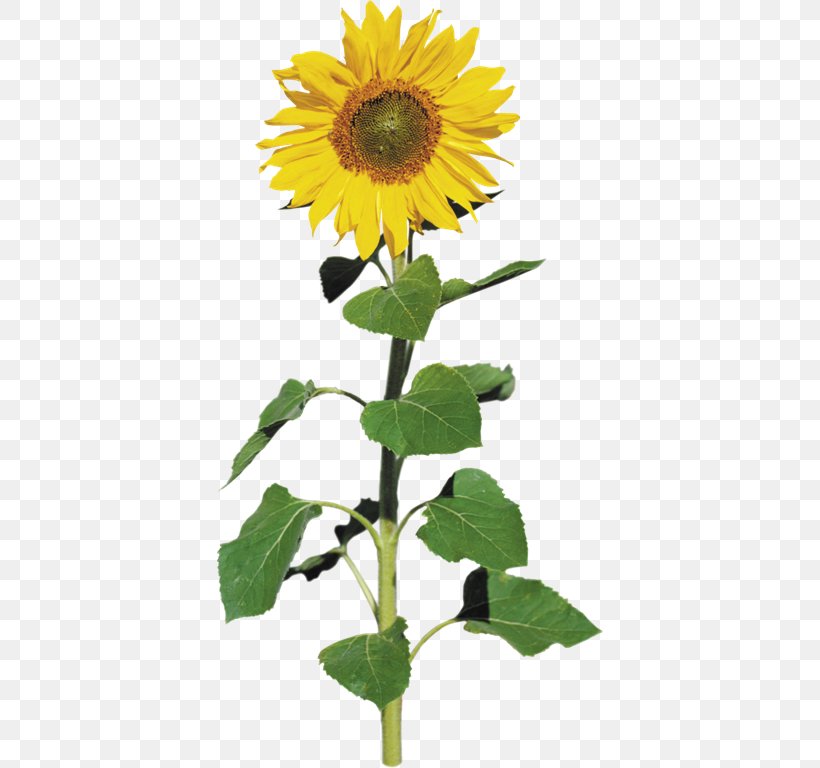 Common Sunflower Sunflower Seed Clip Art, PNG, 387x768px, Common Sunflower, Asterales, Cdr, Daisy Family, Flower Download Free