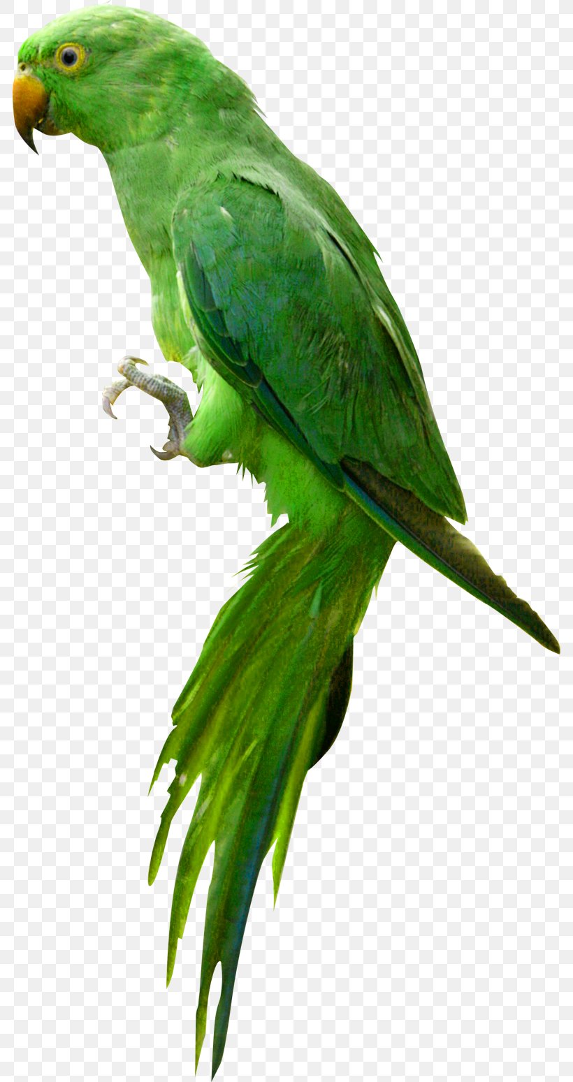 Parrot Bird, PNG, 784x1549px, Parrot, Beak, Bird, Common Pet Parakeet, Display Resolution