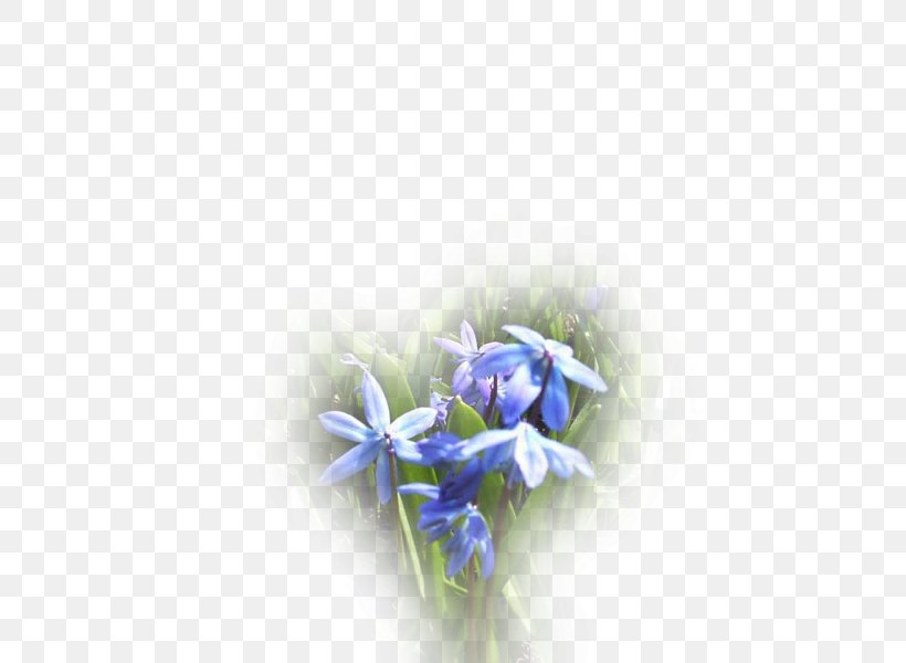 Petal Desktop Wallpaper Blue Cut Flowers Rosaceae, PNG, 800x600px, Petal, Blue, Close Up, Closeup, Computer Download Free