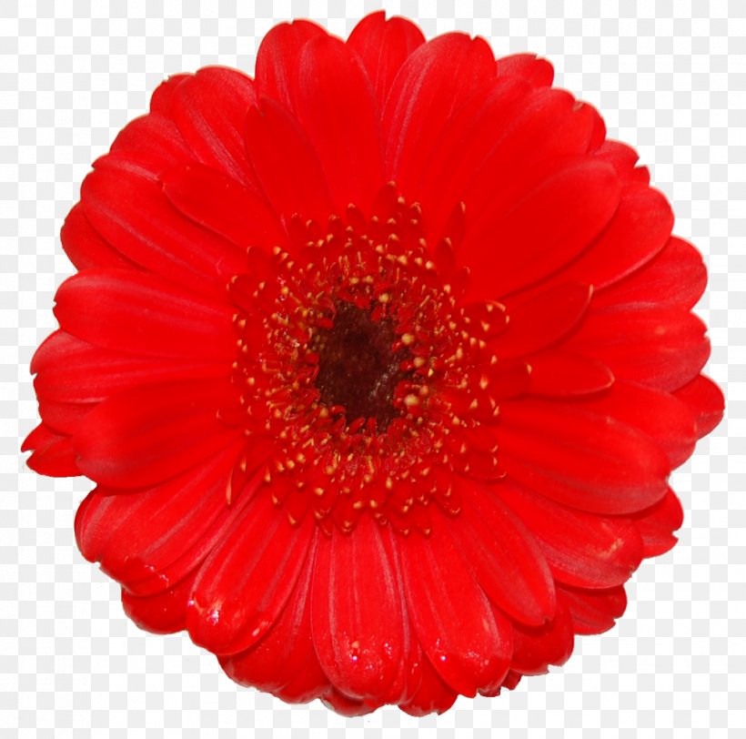 Transvaal Daisy Cut Flowers Dahlia RED.M, PNG, 1030x1021px, Transvaal Daisy, Annual Plant, Artificial Flower, Barberton Daisy, Cut Flowers Download Free