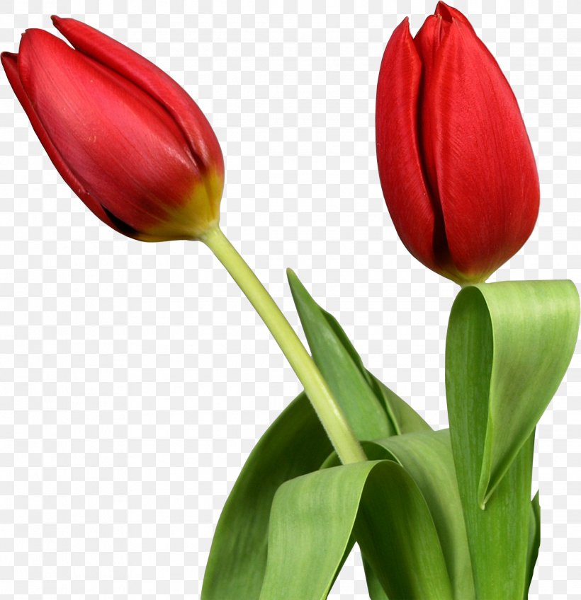Tulip Desktop Wallpaper Flower Clip Art, PNG, 2238x2315px, Tulip, Bud, Cut Flowers, Display Resolution, Flower Download Free