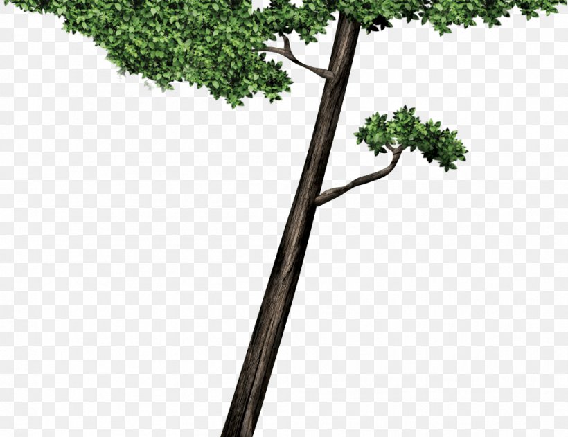 Twig Plant Stem Leaf Line, PNG, 997x768px, Twig, Branch, Grass, Leaf, Plant Download Free