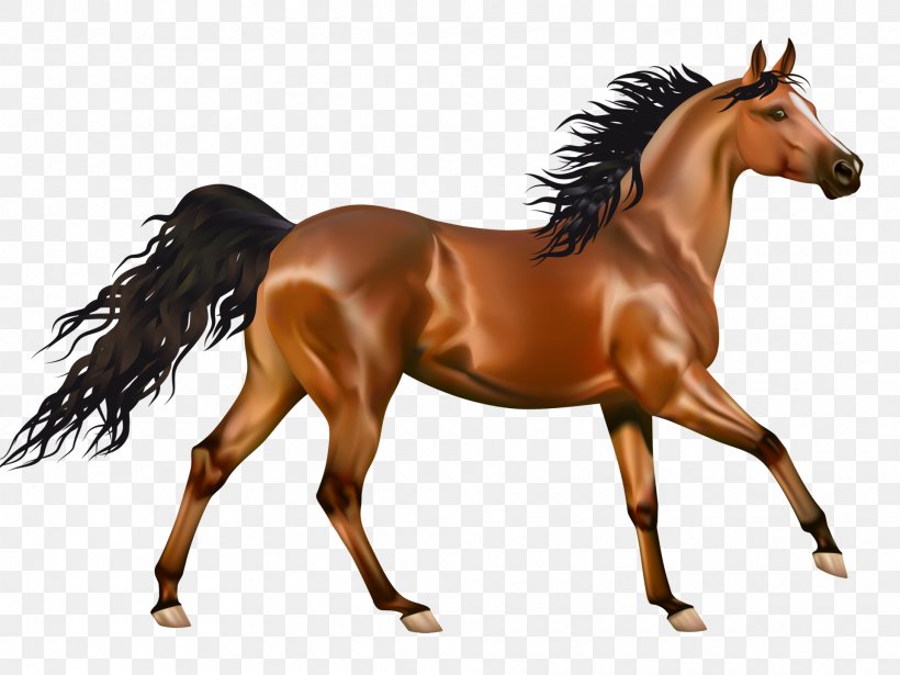 Arabian Horse American Paint Horse American Quarter Horse Desktop Wallpaper Clip Art, PNG, 1920x1440px, Arabian Horse, American Paint Horse, American Quarter Horse, Animal Figure, Bay Download Free
