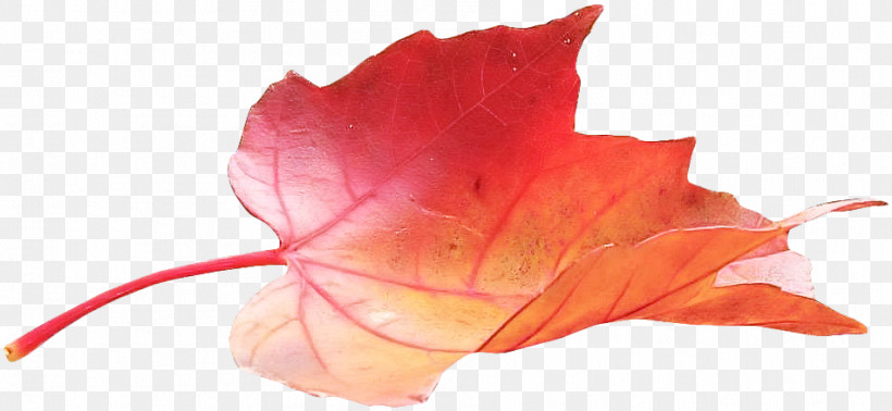 Orange, PNG, 951x439px, Red, Coquelicot, Flower, Leaf, Orange Download Free