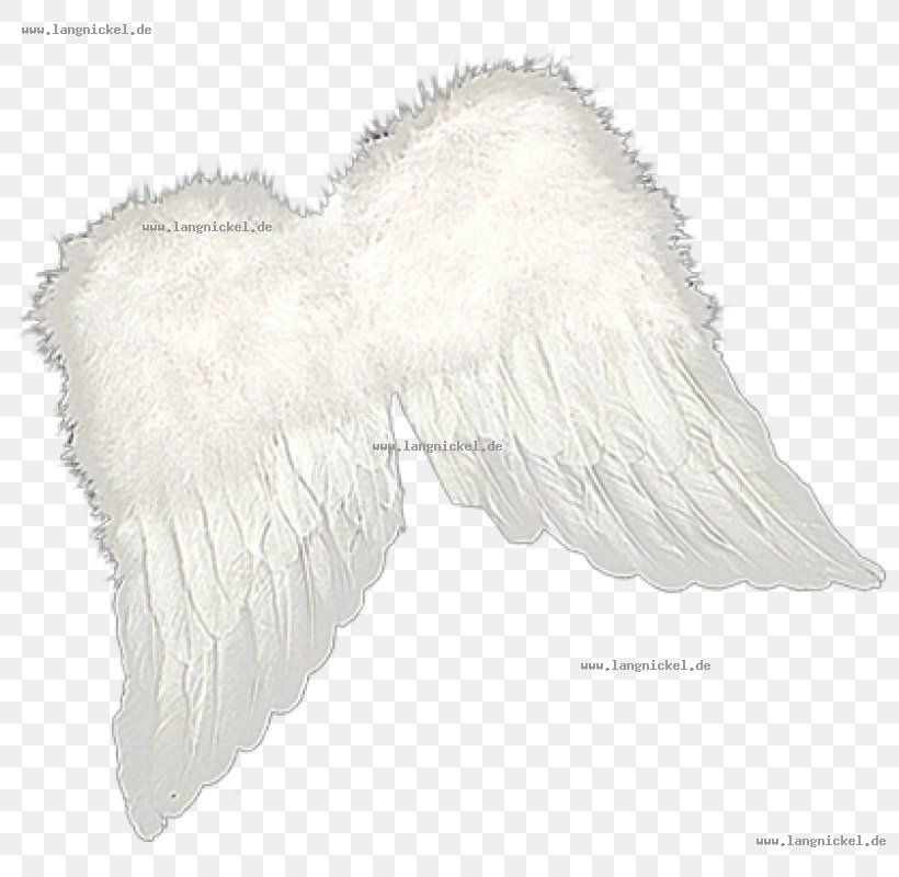 White Fur Legendary Creature Supernatural, PNG, 800x800px, White, Black And White, Feather, Fur, Legendary Creature Download Free