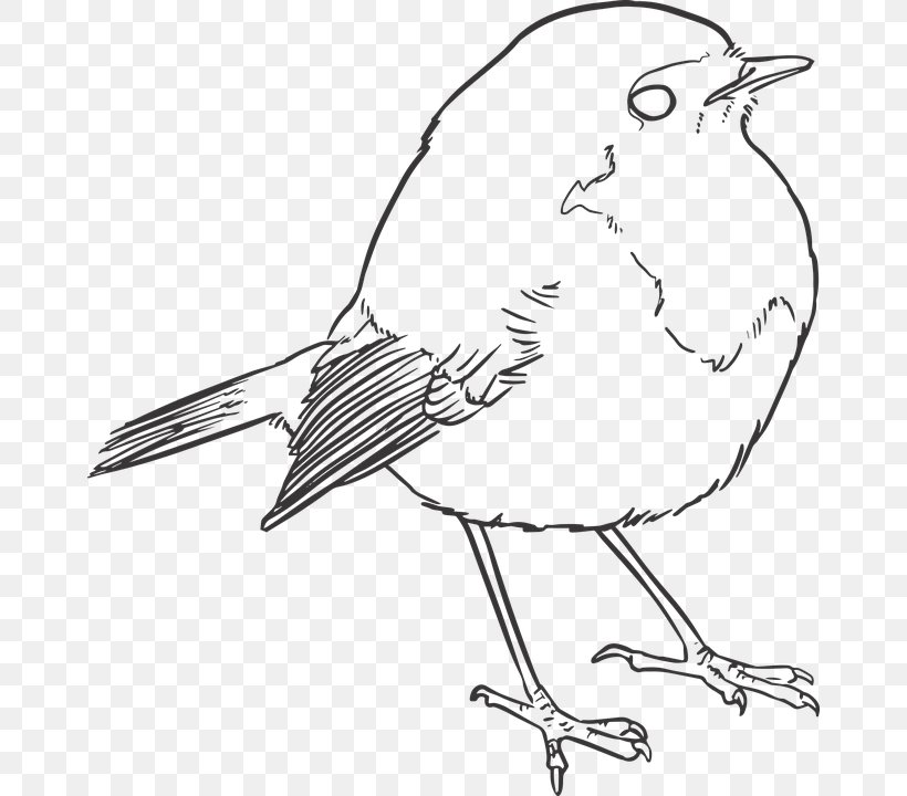 Bird Drawing Line Art, PNG, 662x720px, Bird, Art, Artwork, Beak, Black And White Download Free