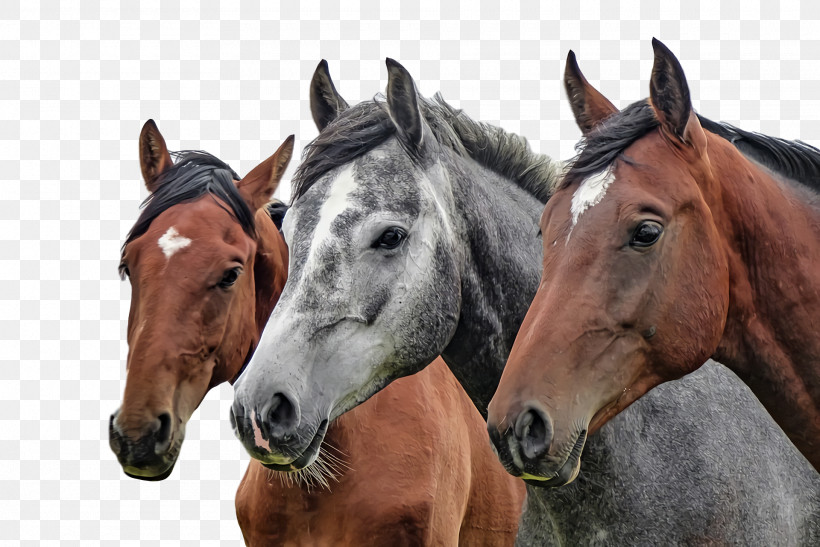 Equestrianism Horses Arabian Horse Pony Horse Training, PNG, 1920x1282px, Equestrianism, Arabian Horse, Equine Massage, Gallop, Gray Horse Download Free