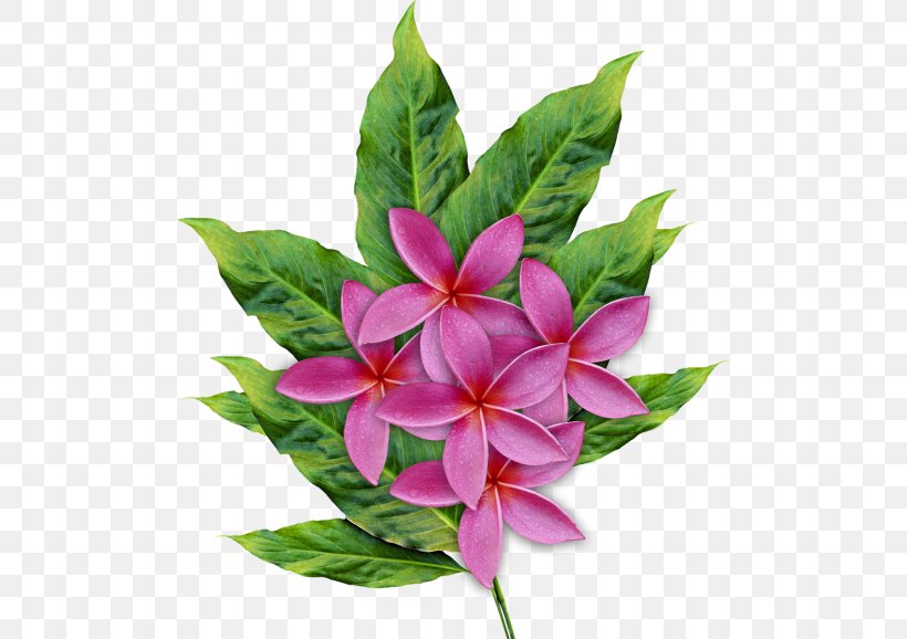 Floral Design Flower Petal Clip Art, PNG, 500x578px, Floral Design, Botanical Illustration, Botany, Cut Flowers, Drawing Download Free