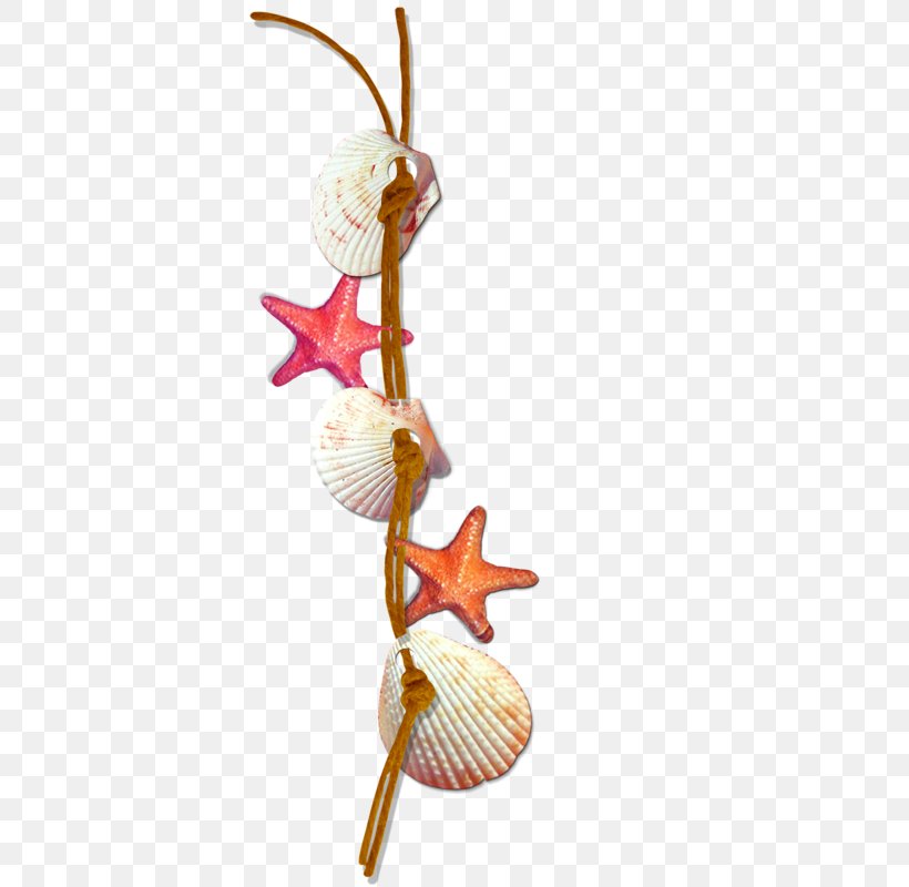 Seashell Clip Art, PNG, 800x800px, Seashell, Beach, Photography, Starfish Download Free