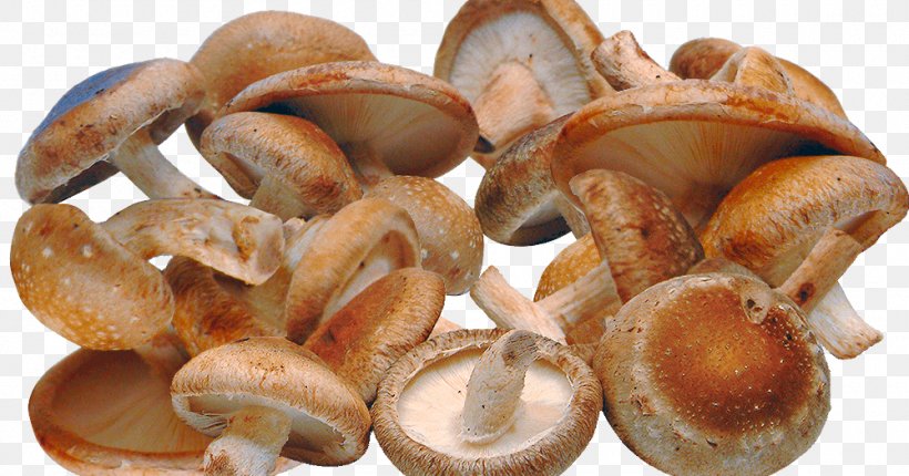 Shiitake Edible Mushroom Fungus Health, PNG, 1000x525px, Shiitake, Agaricus, Agaricus Subrufescens, Animal Source Foods, Basidiomycetes Download Free