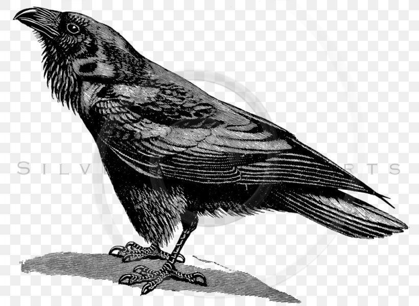 American Crow Common Raven Poster Illustration, PNG, 1024x750px, Common Raven, Beak, Bird, Black And White, Crow Download Free