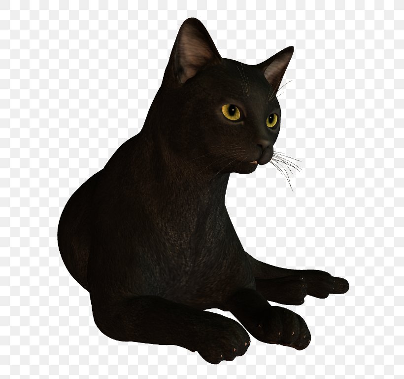 Black Cat Bombay Cat Havana Brown Korat Domestic Short-haired Cat, PNG, 650x768px, Black Cat, Asian, Black, Bombay, Bombay Cat Download Free