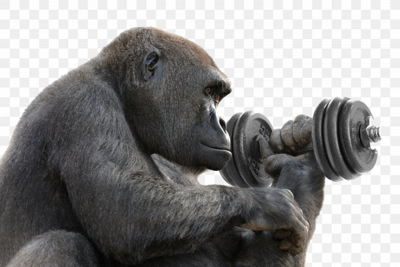 Bwindi Impenetrable National Park Western Lowland Gorilla Orangutan Chimpanzee Mountain Gorilla, PNG, 6000x4018px, Bwindi Impenetrable National Park, Chimpanzee, Common Chimpanzee, Dian Fossey, Fauna Download Free