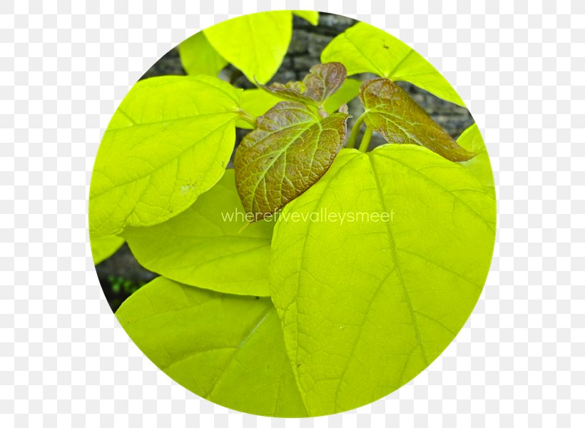 Leaf, PNG, 600x600px, Leaf, Plant Download Free