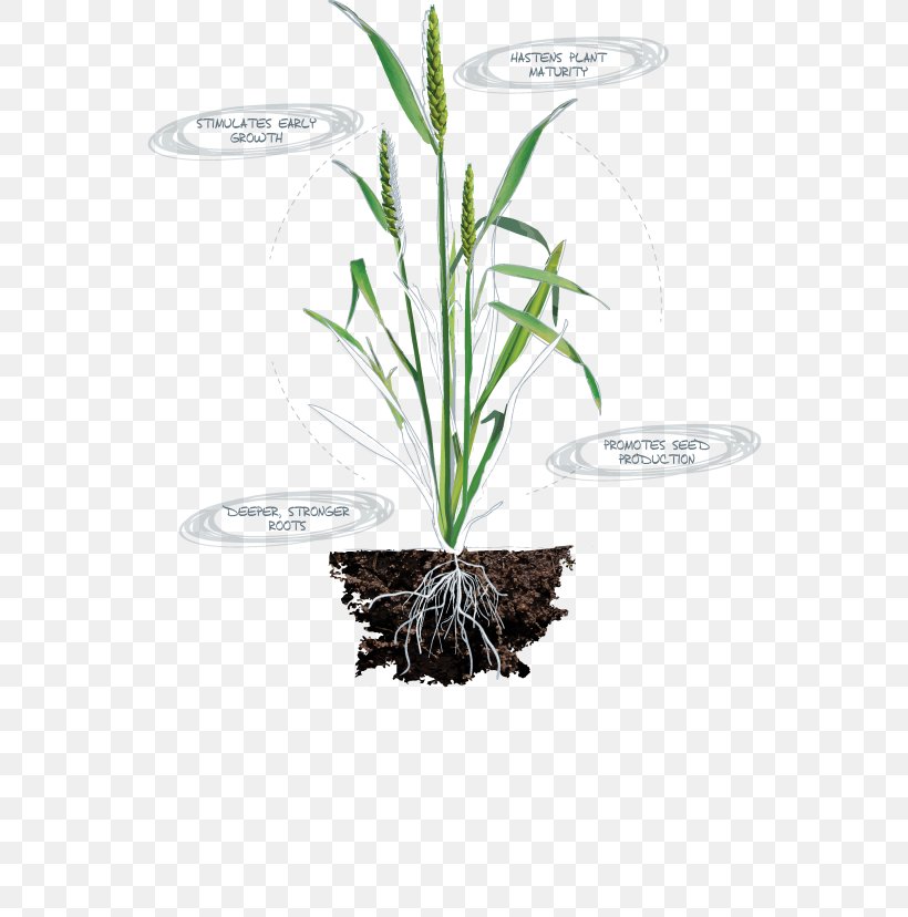 Nutrient Nitrogen Deficiency Plants Plant Nutrition Leaf, PNG, 600x828px, Nutrient, Calcium, Calcium Deficiency, Chlorophyll, Flora Download Free