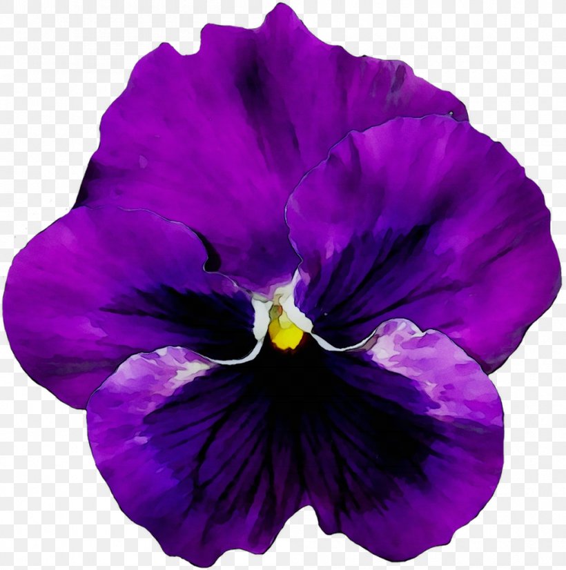 Pansy Flower Violet Vase, PNG, 998x1006px, Pansy, Blue Rose, Cattleya, Floral Design, Flower Download Free