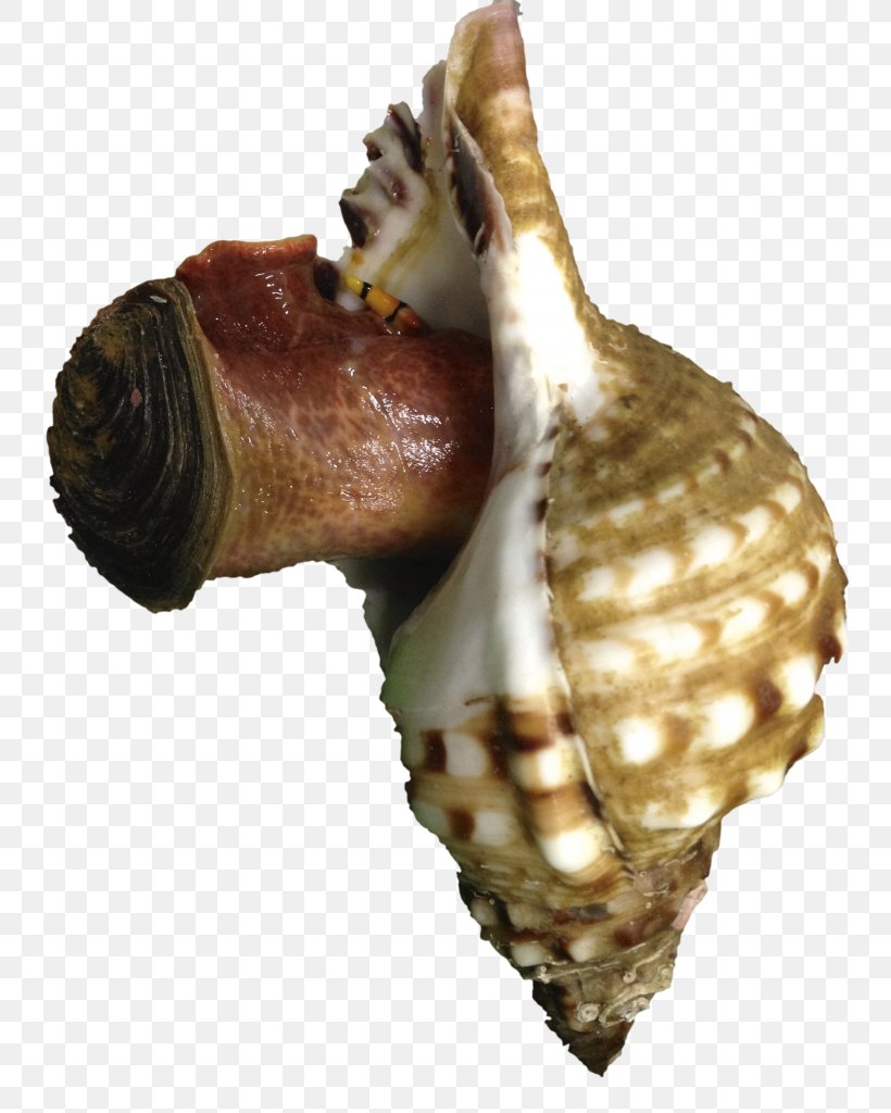 Sea Snail Seashell Invertebrate Cockle, PNG, 768x1024px, Snail, Caracola, Cephalopod, Cockle, Conch Download Free