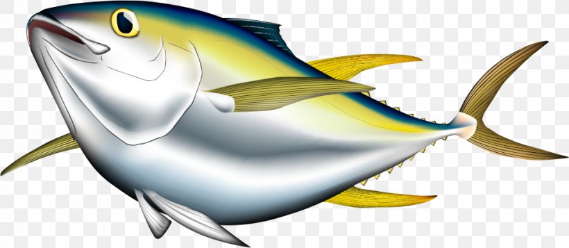 Bigeye Tuna Albacore Pacific Bluefin Tuna Yellowfin Tuna Illustration, PNG, 979x427px, Bigeye Tuna, Albacore, Bony Fish, Fauna, Fin Download Free