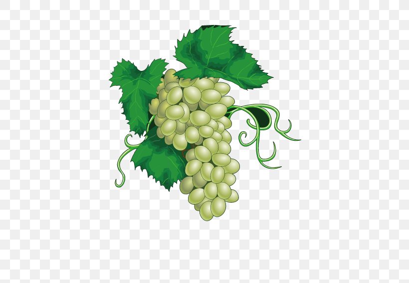 Common Grape Vine Juice Wine, PNG, 567x567px, Common Grape Vine, Apple, Berry, Flowering Plant, Food Download Free