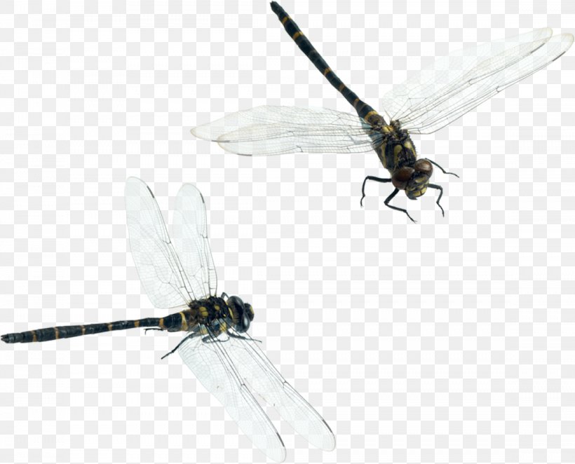 Dragonfly Download, PNG, 1148x928px, Dragonfly, Arthropod, Cartoon, Designer, Dragonflies And Damseflies Download Free